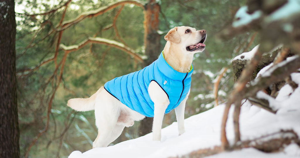 AiryVest dog jacket won the Industry Recognition Award 2016
