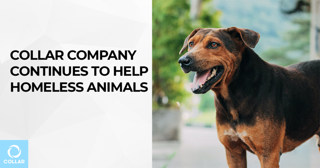 COLLAR Company continues to help homeless animals in 2020