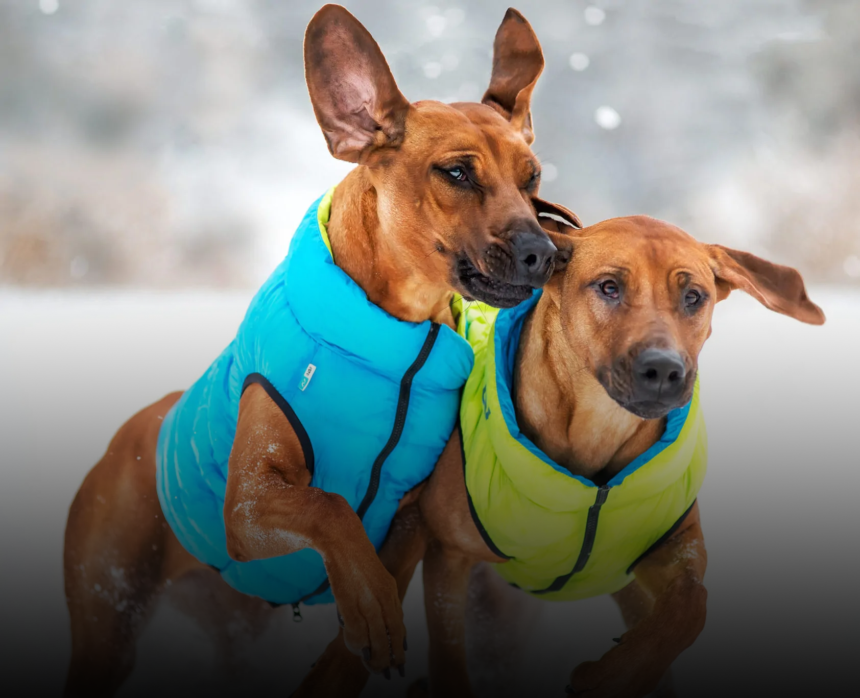 Одежда для собак — купить в интернет магазине с доставкой