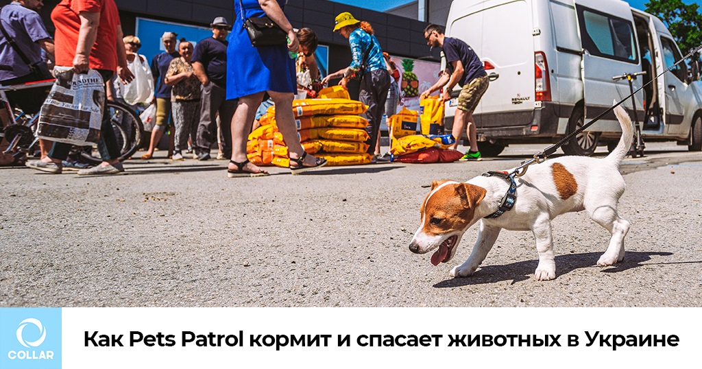Как Pets Patrol кормит и спасает животных в Украине
