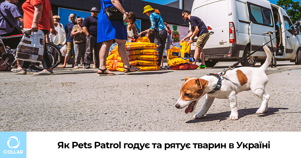 Як Pets Patrol годує та рятує тварин в Україні