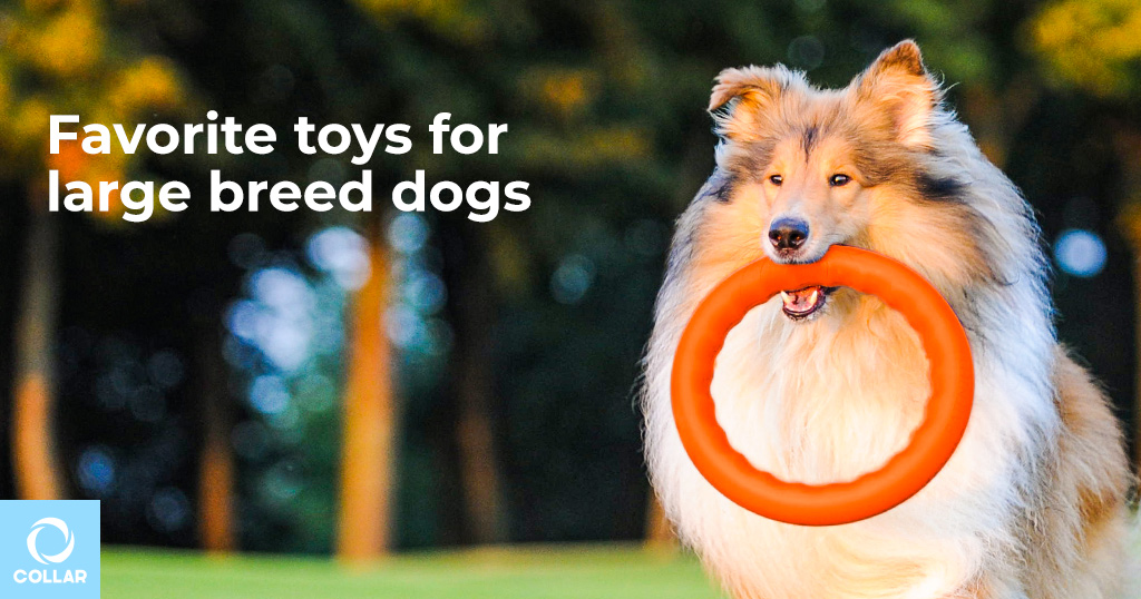 Toys for large breed dogs and their owners: Flyber, WAUDOG Fun, PitchDog