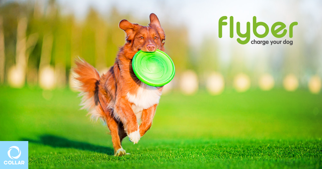 Диск Flyber, игрушки для собак крупных пород.