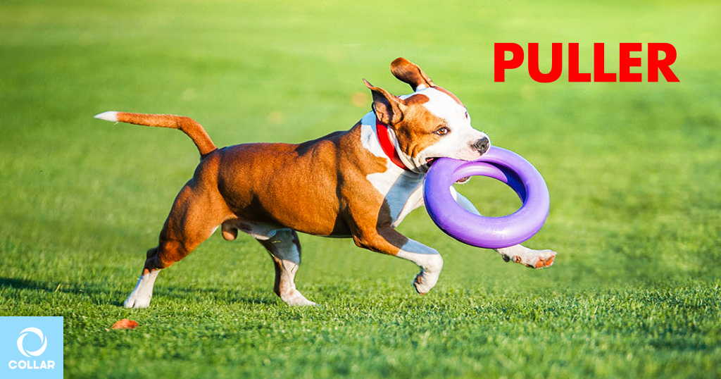 PULLER fitness tool, toys for large breed dogs.