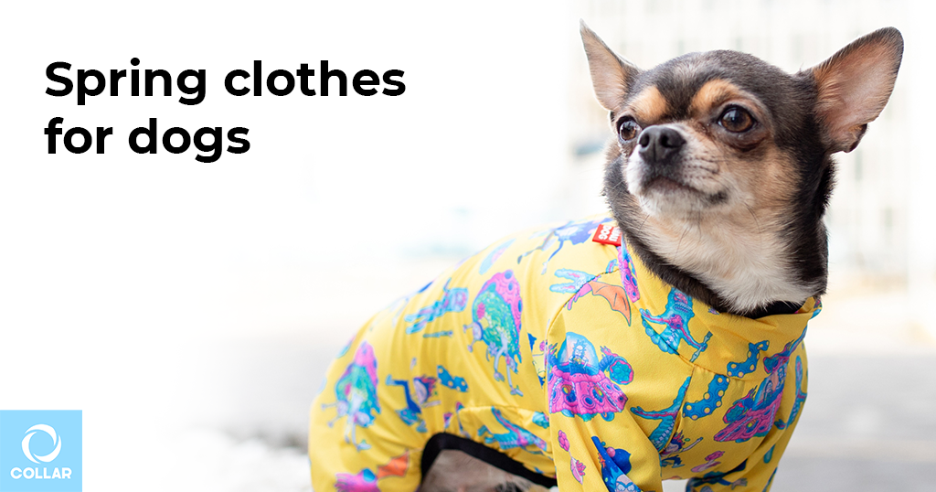 Spring clothes for dogs: what do customers choose in the warm season?