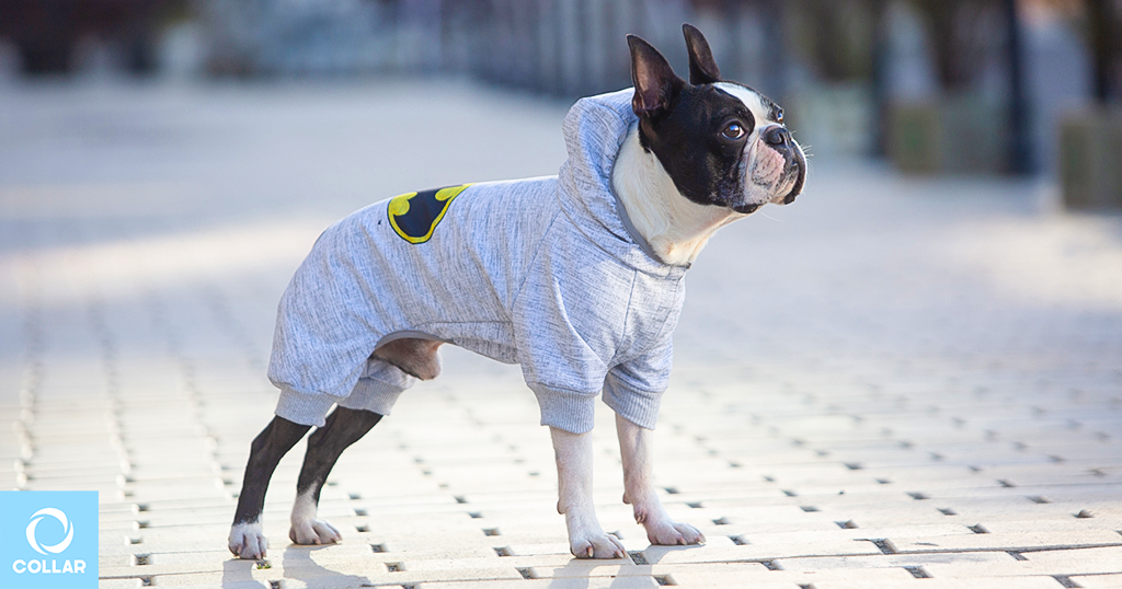 Spring clothing for dogs, WAUDOG Clothes overalls, softshell overalls, wholesale dog apparel.