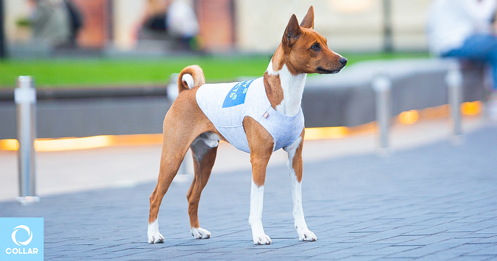 Spring clothing for dogs, WAUDOG Clothes shorts, tank tops, wholesale dog apparel.