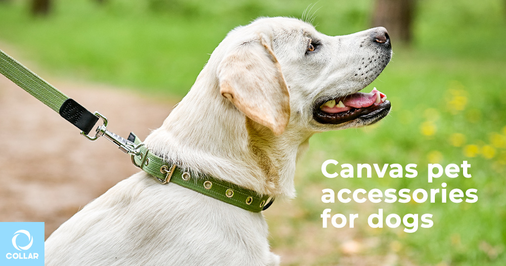 Charming canvas accessories for dogs