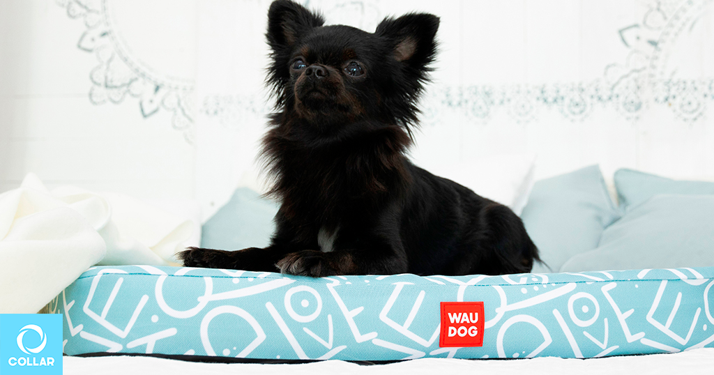 Eco-trendy WAUDOG relax pet bed for dogs.
