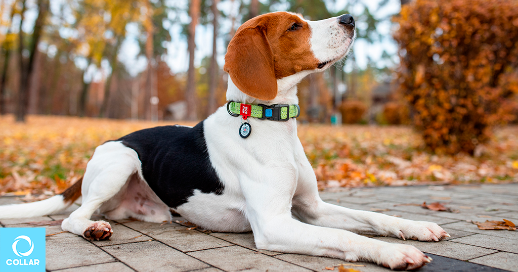 Eco-trendy WAUDOG Re-cotton collar made from recycled cotton.
