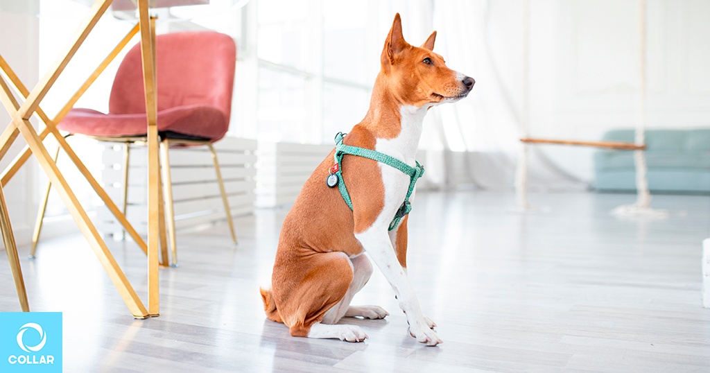 Eco-trendy WAUDOG Re-cotton harness made from recycled cotton.