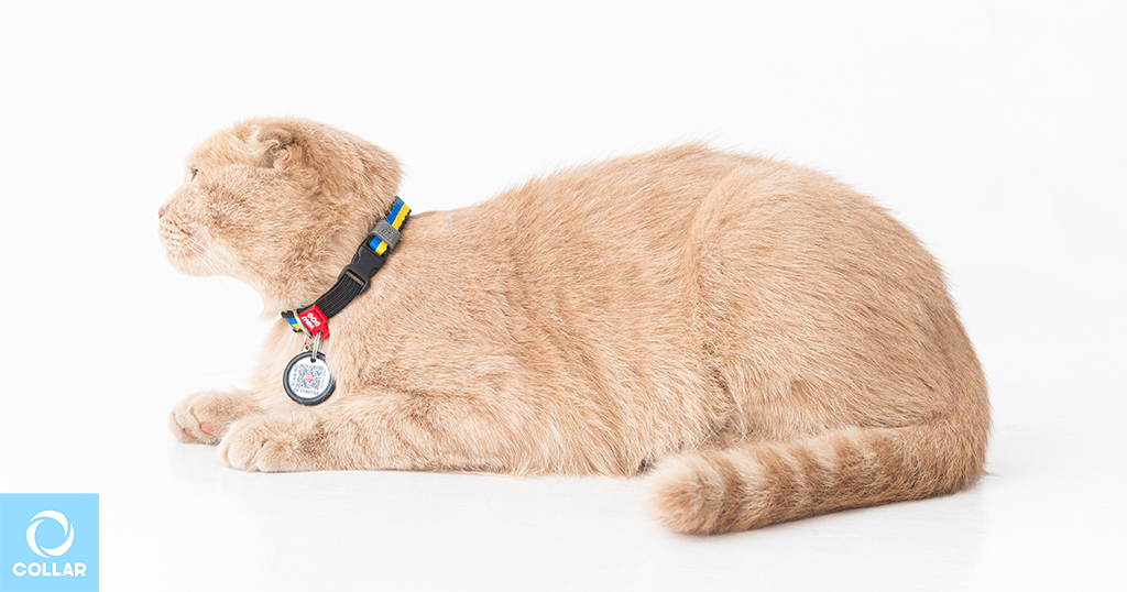 Cat collars, pet supplies from manufacturer,   WAUDOG products.