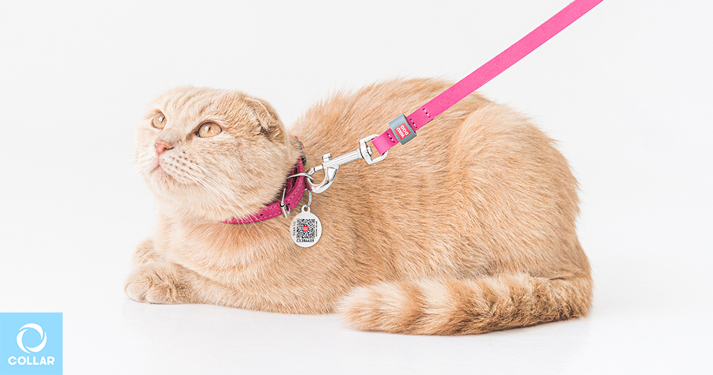 Cat leashes, pet supplies from manufacturer, WAUDOG products.